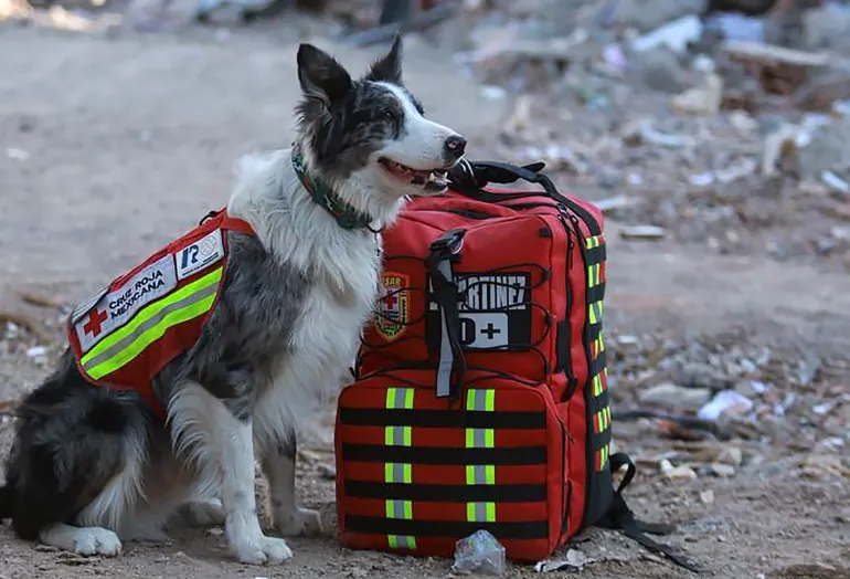 Hình ảnh "nhân viên cứu hộ đặc biệt" xử lý hậu quả động đất ở Thổ Nhĩ Kỳ và Syria