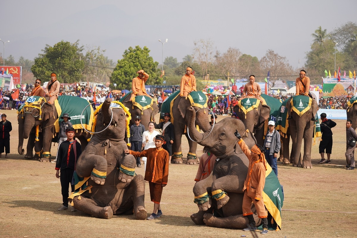 Độc đáo lễ hội Voi lớn nhất của Lào