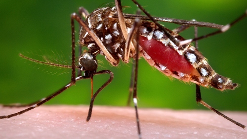 Singapore báo động đợt bùng phát dịch sốt xuất huyết mới