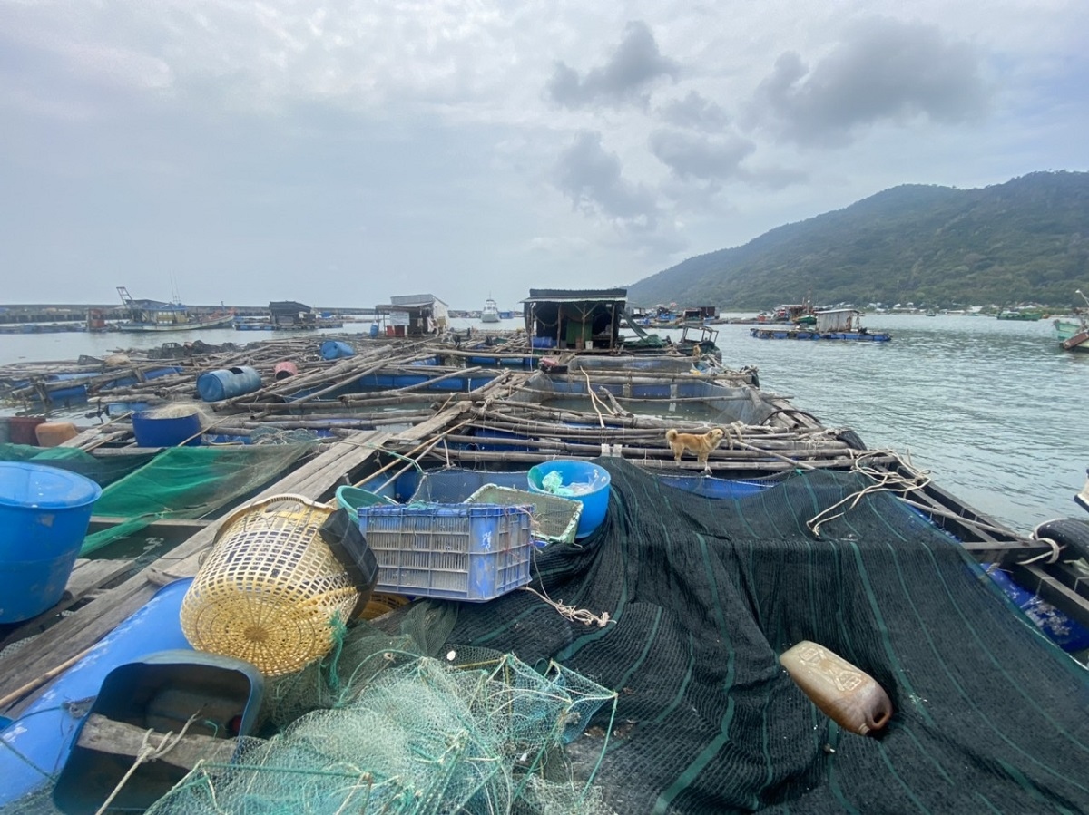 Không có việc cá nuôi lồng bè và hàu, vẹm xanh chết hàng loạt ở Kiên Giang