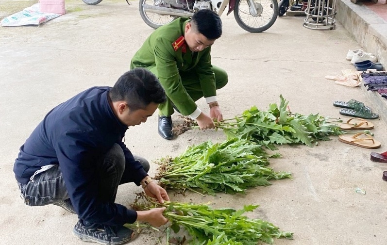Trồng thuốc phiện trong vườn nhà ở Lạng Sơn