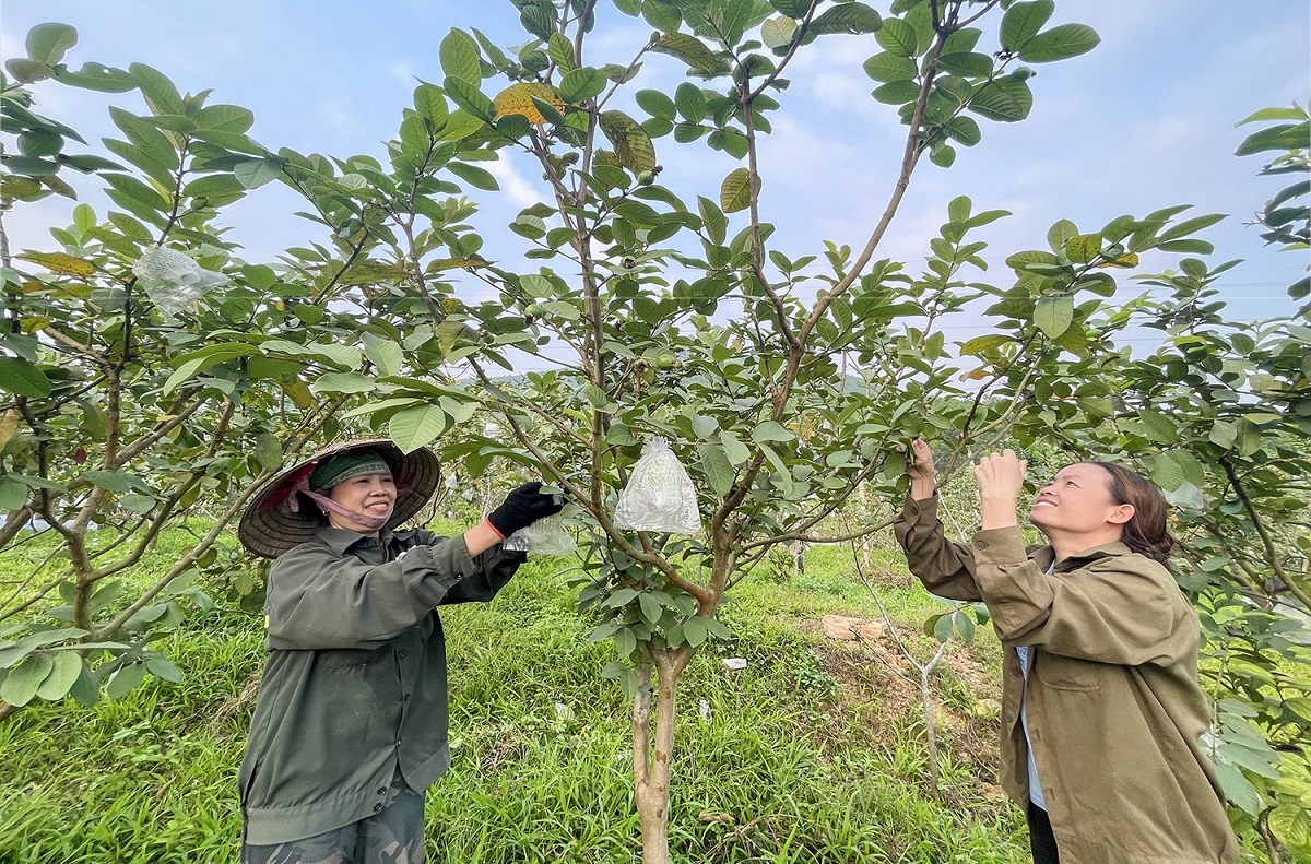 Phụ nữ vùng cao Quảng Ninh “nghĩ mới, làm mới” vươn lên thoát nghèo