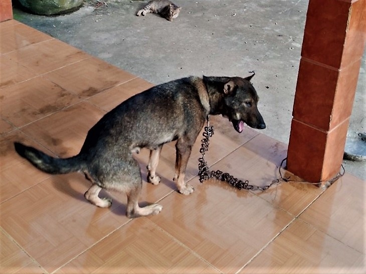 Chó dại cắn 3 người liên tiếp ở Cà Mau