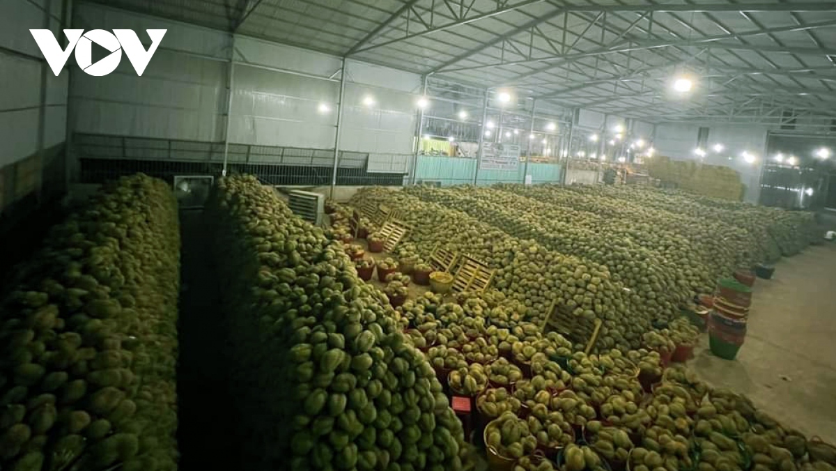 246 mã số vùng trồng sầu riêng được phê duyệt để xuất khẩu sang Trung Quốc