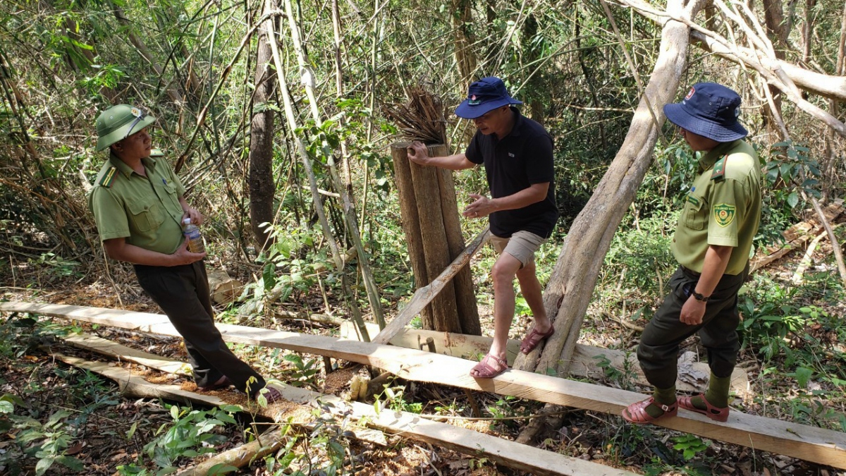 Xác định 2 đối tượng trong vụ khai thác trái phép 149 cây gỗ ở Gia Lai