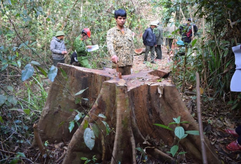 Gia Lai bắt nghi phạm liên quan vụ phá rừng ở xã Sơ Pai