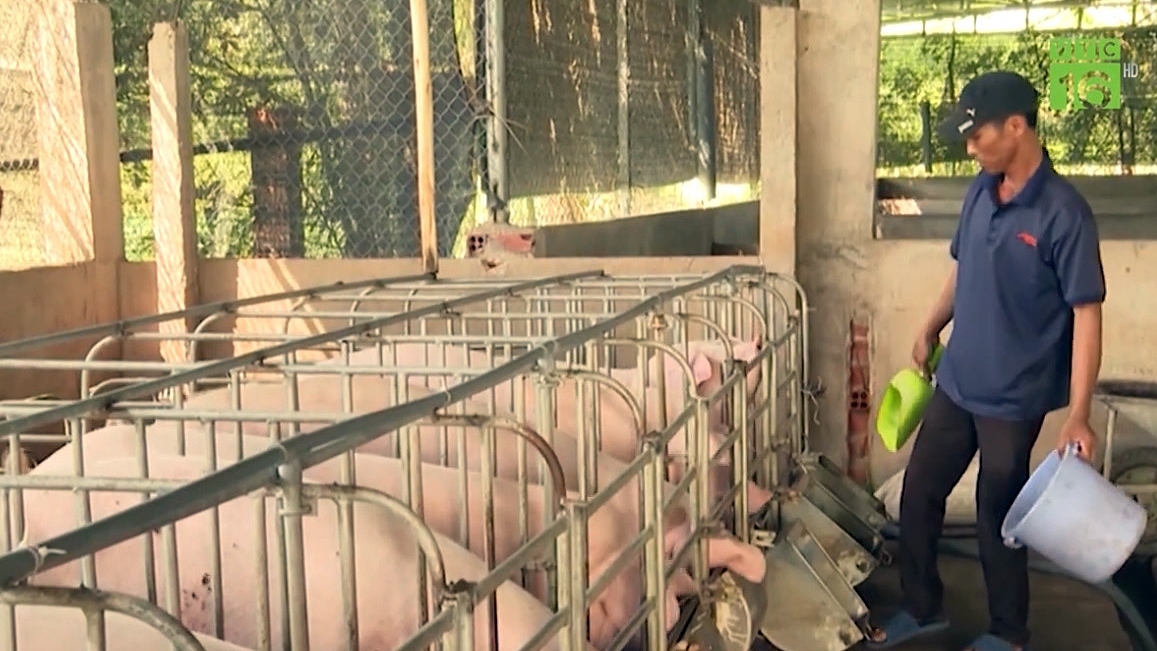 Giá lợn hơi liên tục xuống thấp, người nuôi lỗ 1 triệu đồng/con