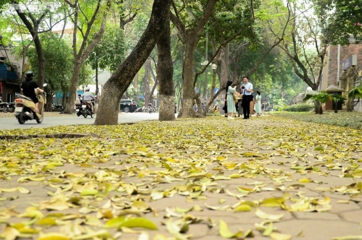 Ngắm con đường lãng mạn nhất Hà Nội rực vàng mùa sấu thay lá