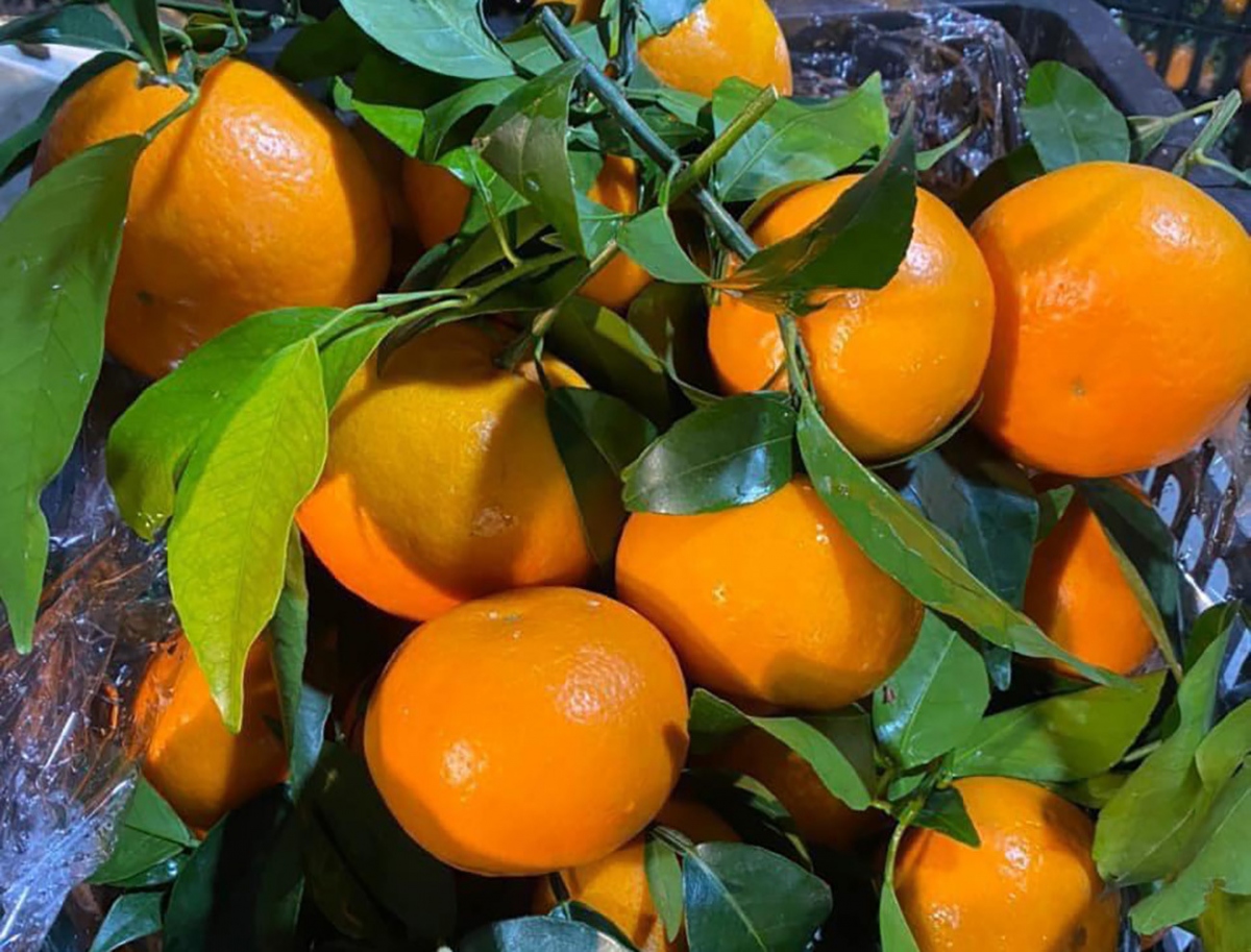 Loại cam ngọt “bất bại”, rẻ như rau đang đổ bộ chợ đầu mối