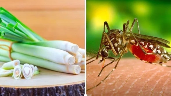 5 cách đuổi muỗi tự nhiên tại nhà hiệu quả