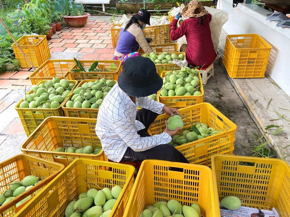 Nâng cao giá trị và phát triển bền vững ngành hàng xoài