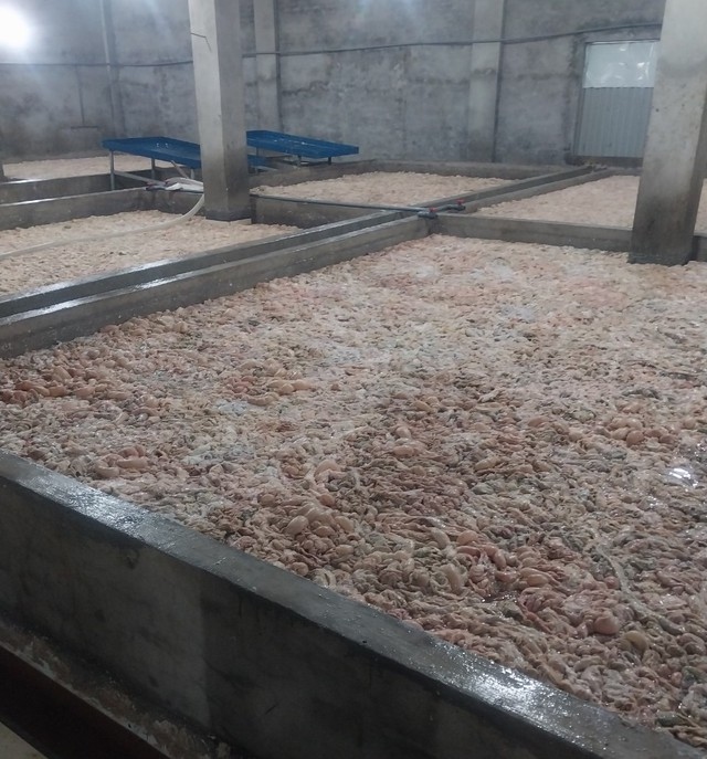 Phát hiện hơn 7 tấn lòng lợn bốc mùi hôi thối ở Bắc Ninh