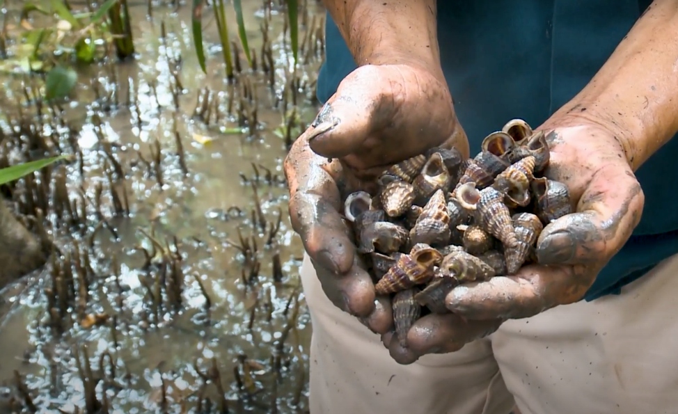 Hiệu quả kép từ nuôi vọp, ốc len dưới tán rừng ngập mặn ở Sóc Trăng