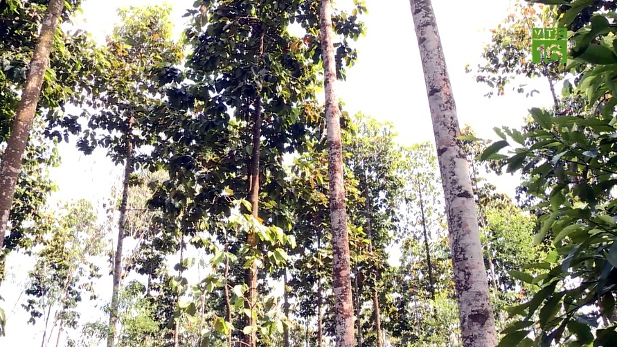 Trồng rừng gỗ lớn bằng cây bản địa cho thu nhập cao
