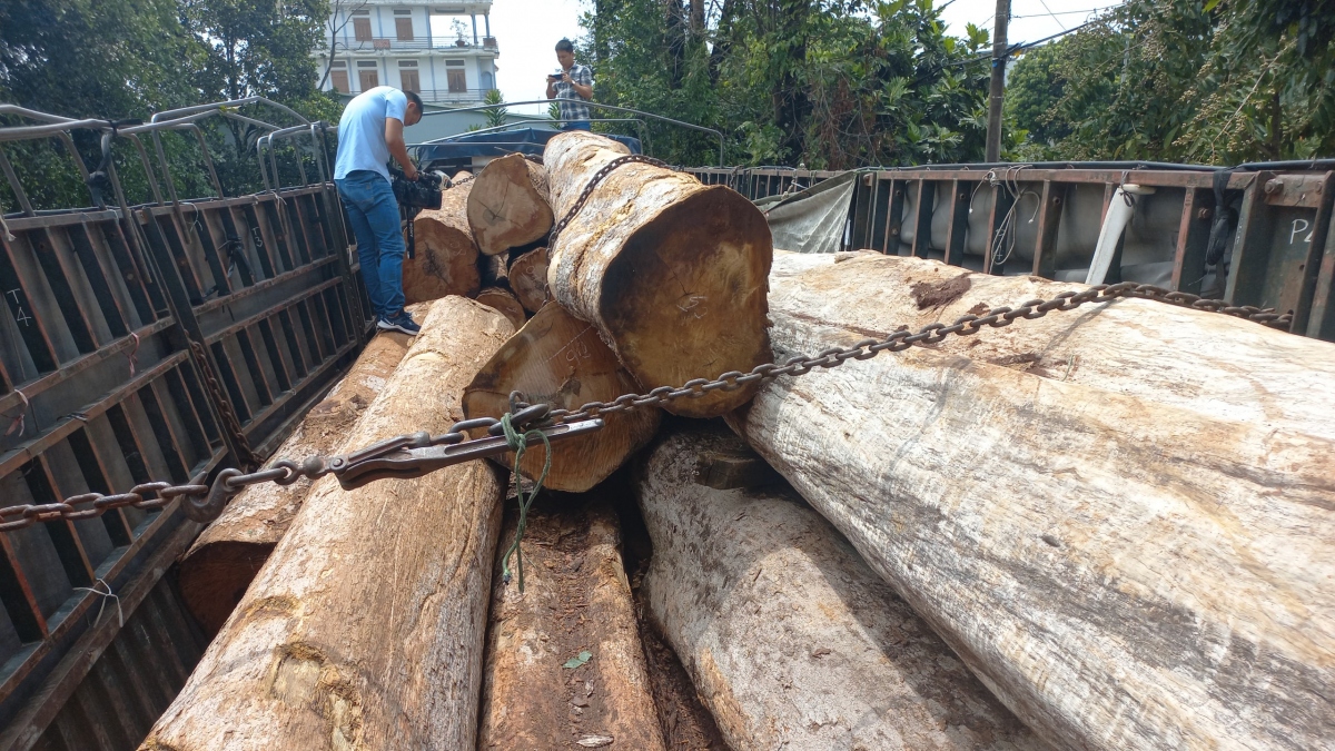 Bắt giữ vụ vận chuyển gỗ lậu lớn ở vùng biên Gia Lai