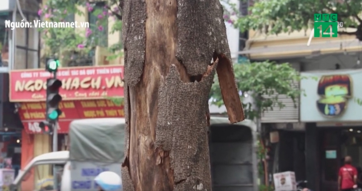 Cây chết khô ở Hà Nội có nguy cơ đổ gãy khi dông lốc