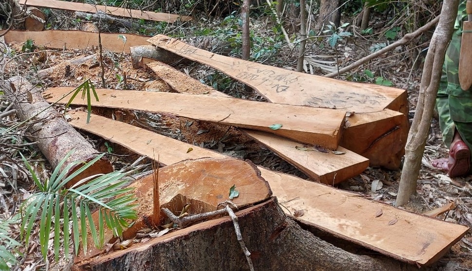 Phát hiện vụ chặt phá cây rừng tại rừng phòng hộ Ya Hội, Gia Lai