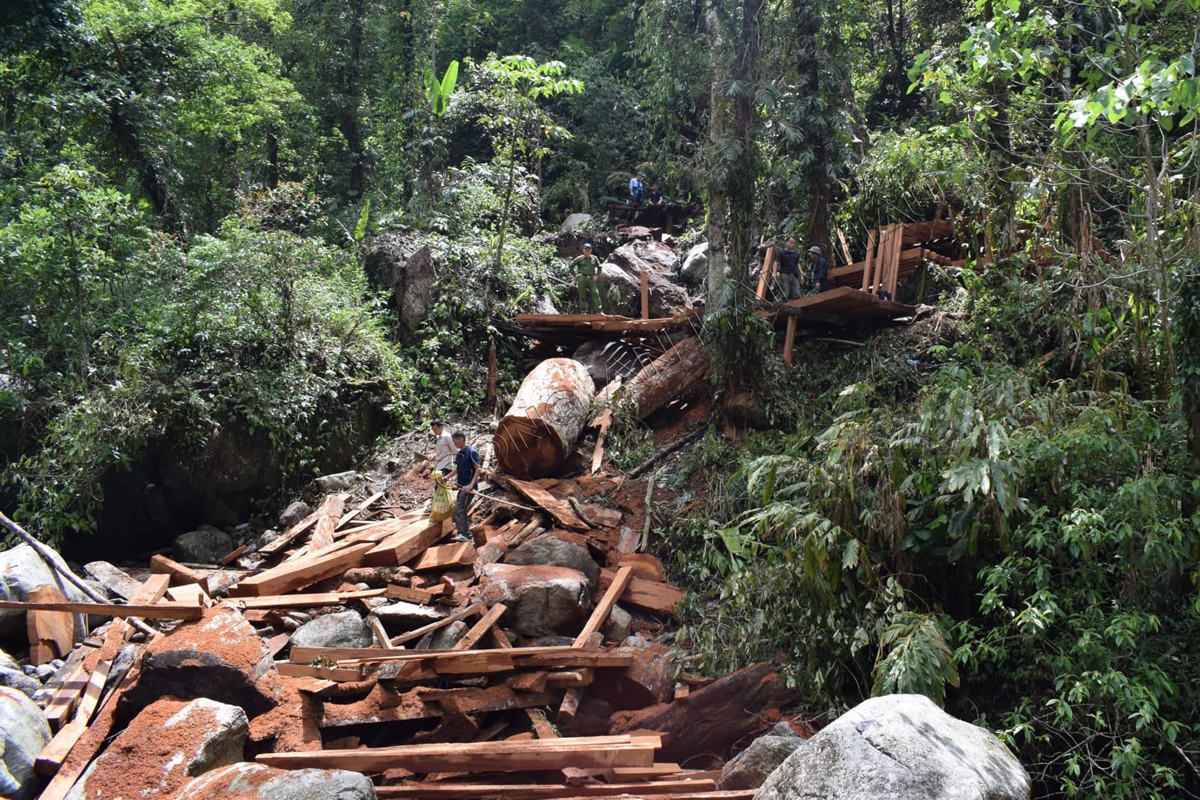 Tạm giữ hình sự 8 đối tượng trong vụ phá rừng phòng hộ ở Lai Châu