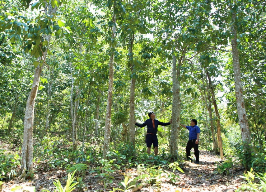 Trồng rừng gỗ lớn - hướng đi cho người dân miền núi Quảng Nam