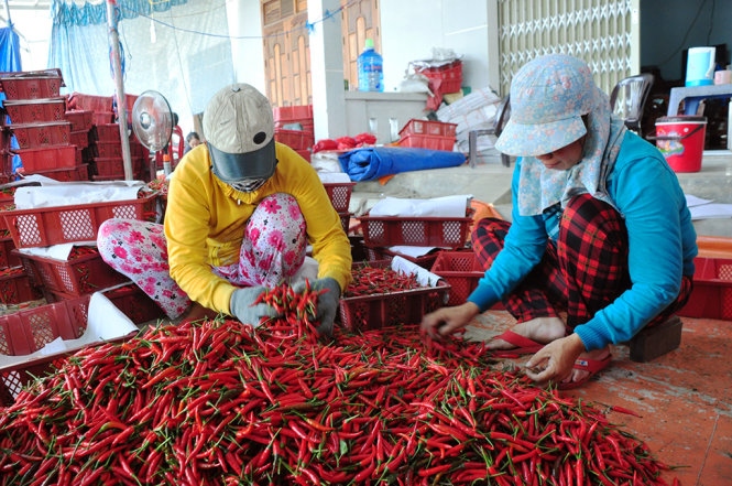 Chưa có thông báo cấm nhập hay thu hồi các lô ớt khô của Việt Nam tại Hàn Quốc