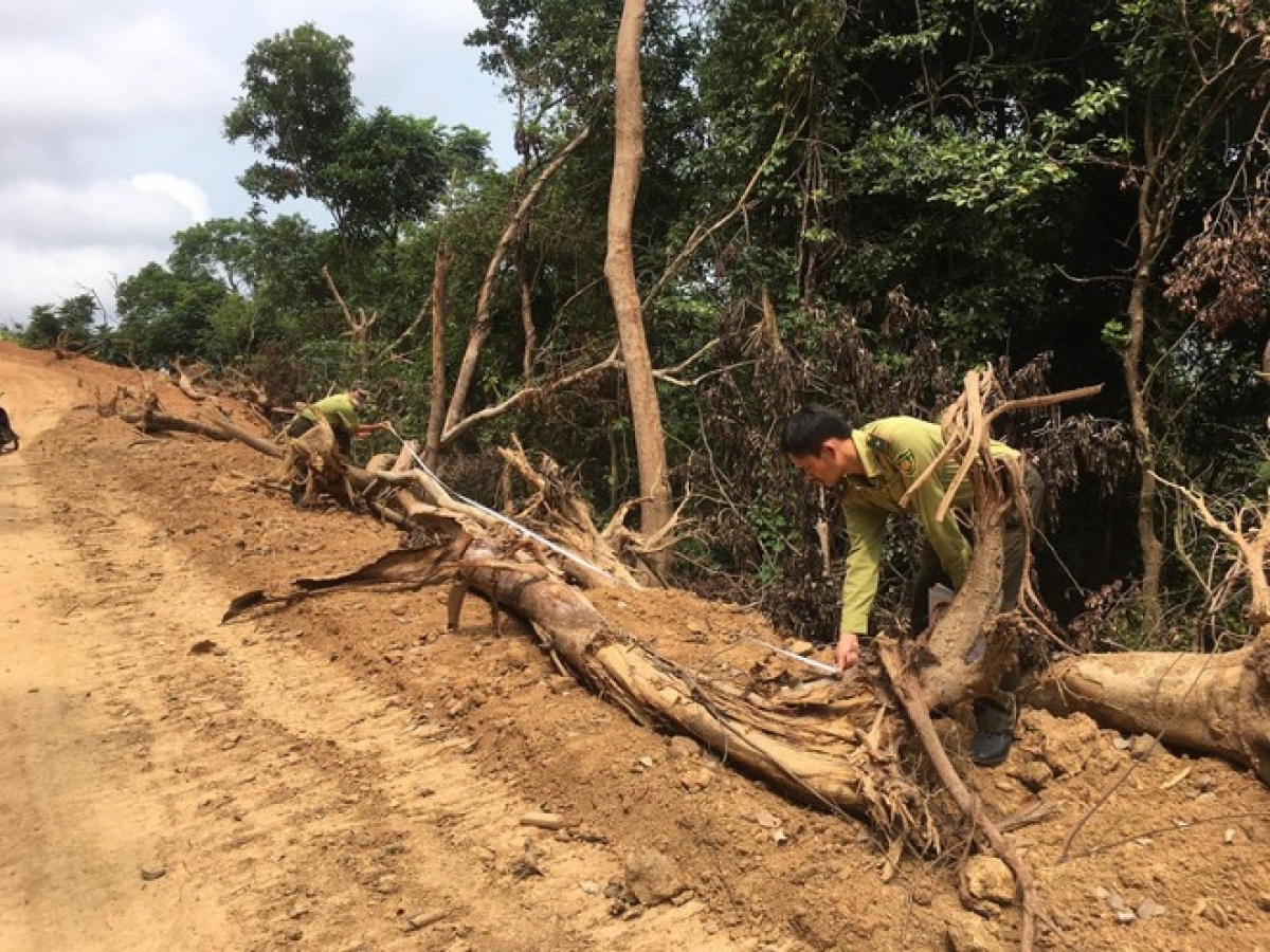 Chính phủ yêu cầu báo cáo vụ chặt phá rừng làm đường thi công cao tốc ở Quảng Ngãi