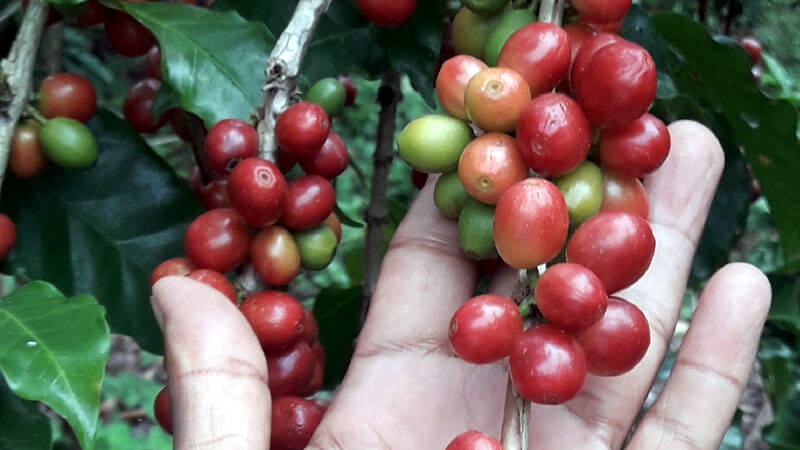 Giá cà phê hôm nay 7/8: Trong nước giữ giá cao nhất 67.000 đồng/kg