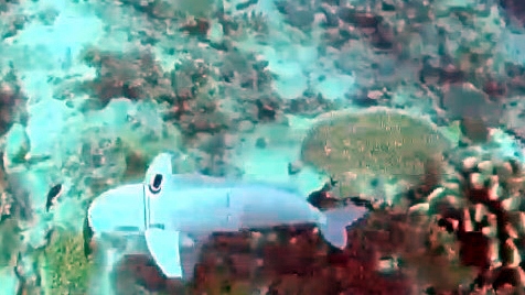 Thụy Sỹ phát triển cá robot giúp "mở khoá" đại dương