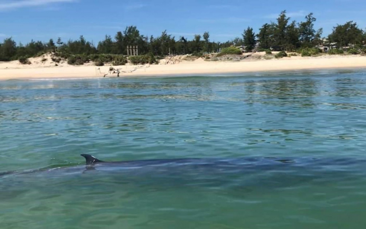 Cá voi bơi lượn sát bờ biển ở Thừa Thiên Huế