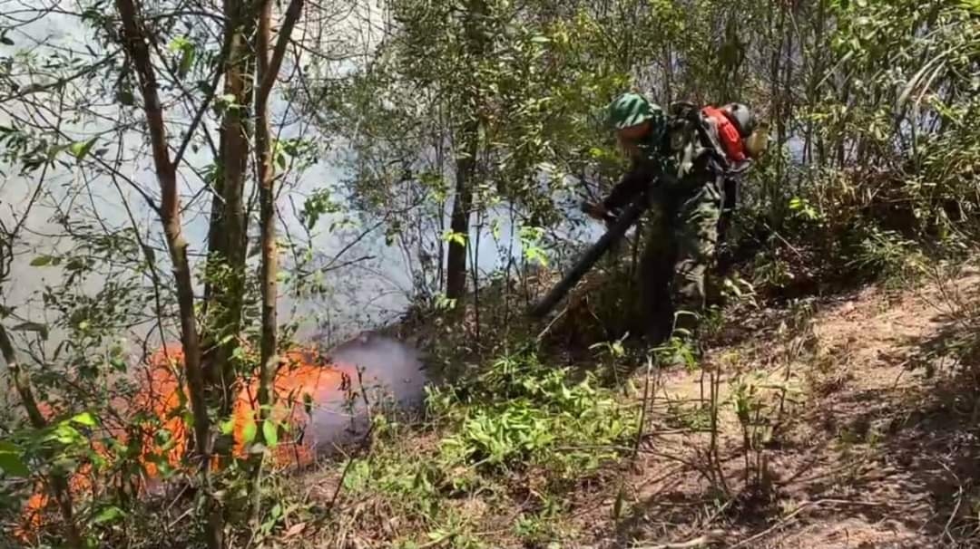 Cháy rừng thông tại Nghệ An gây thiệt hại hơn 10ha