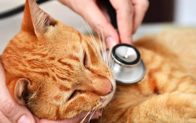 Hàn Quốc phát hiện cúm gia cầm H5N1 ở mèo