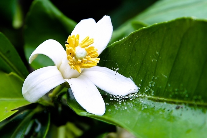 5 loại hoa quen thuộc trong vườn là "vựa thuốc quý"