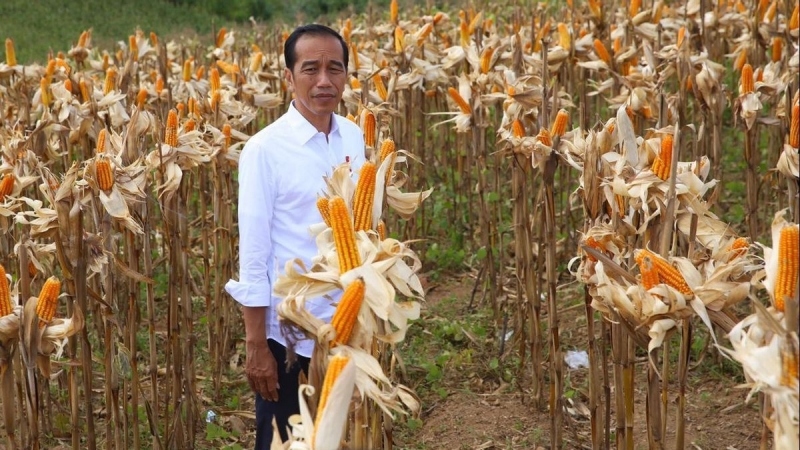 Tổng thống Indonesia yêu cầu dự trữ đủ lương thực trước tác động của El Nino