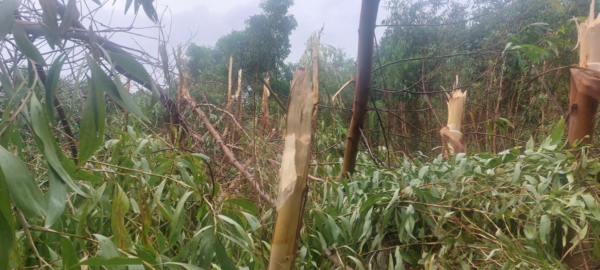 Hơn 114 ha rừng keo bị đổ ngã do ảnh hưởng bão