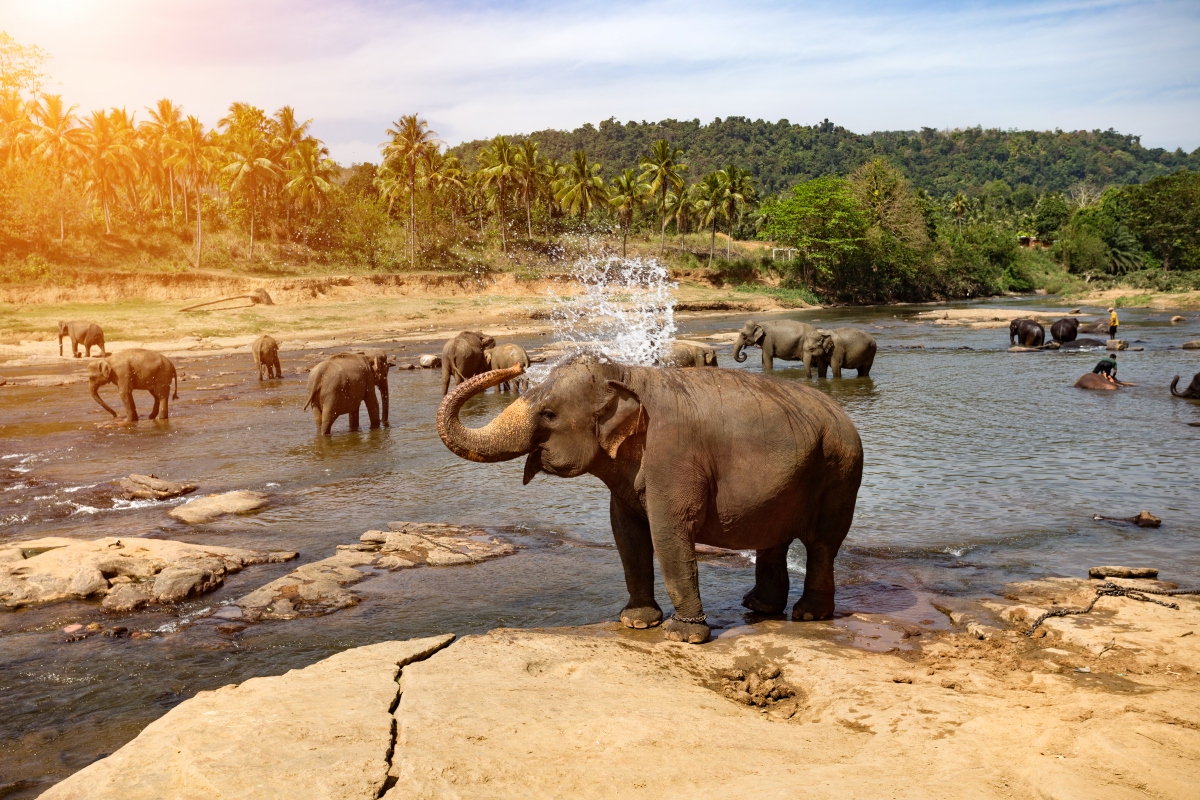 Ngắm voi ở Sri Lanka