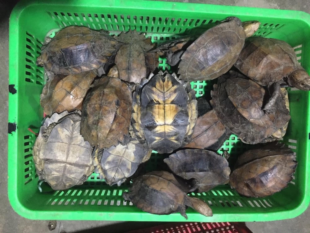 Buôn bán rùa quý hiếm, hai bị cáo nhận tổng cộng 13 năm tù