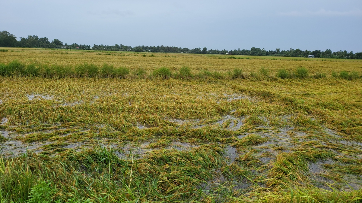 Hơn 4.100ha cây trồng tại Hậu Giang bị ảnh hưởng do mưa dầm kèm theo dông lốc