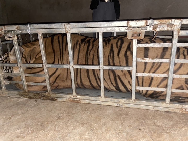 Bắt giữ 2 người đàn ông vận chuyển con hổ nặng 235kg