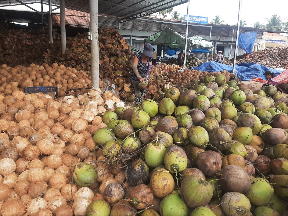 Trái dừa hữu cơ Bến Tre giá ổn định trong bối cảnh đầu ra khó khăn