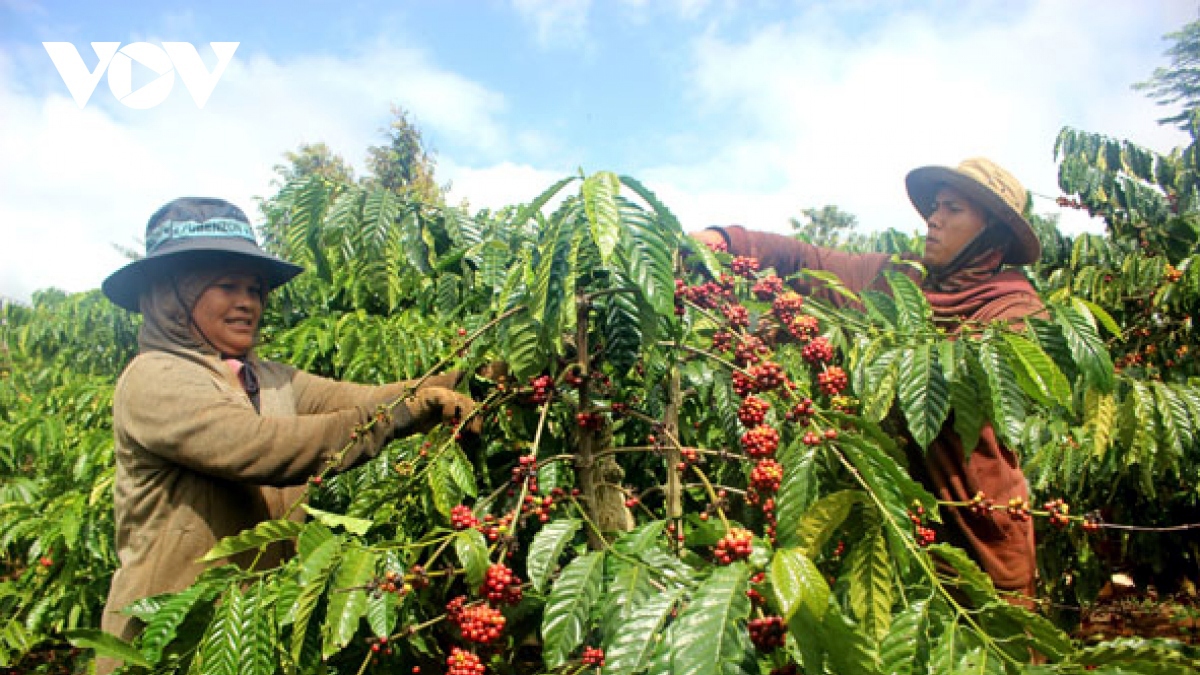 Giá cà phê hôm nay 27/8: Trong nước cao nhất 65.800 đồng/kg