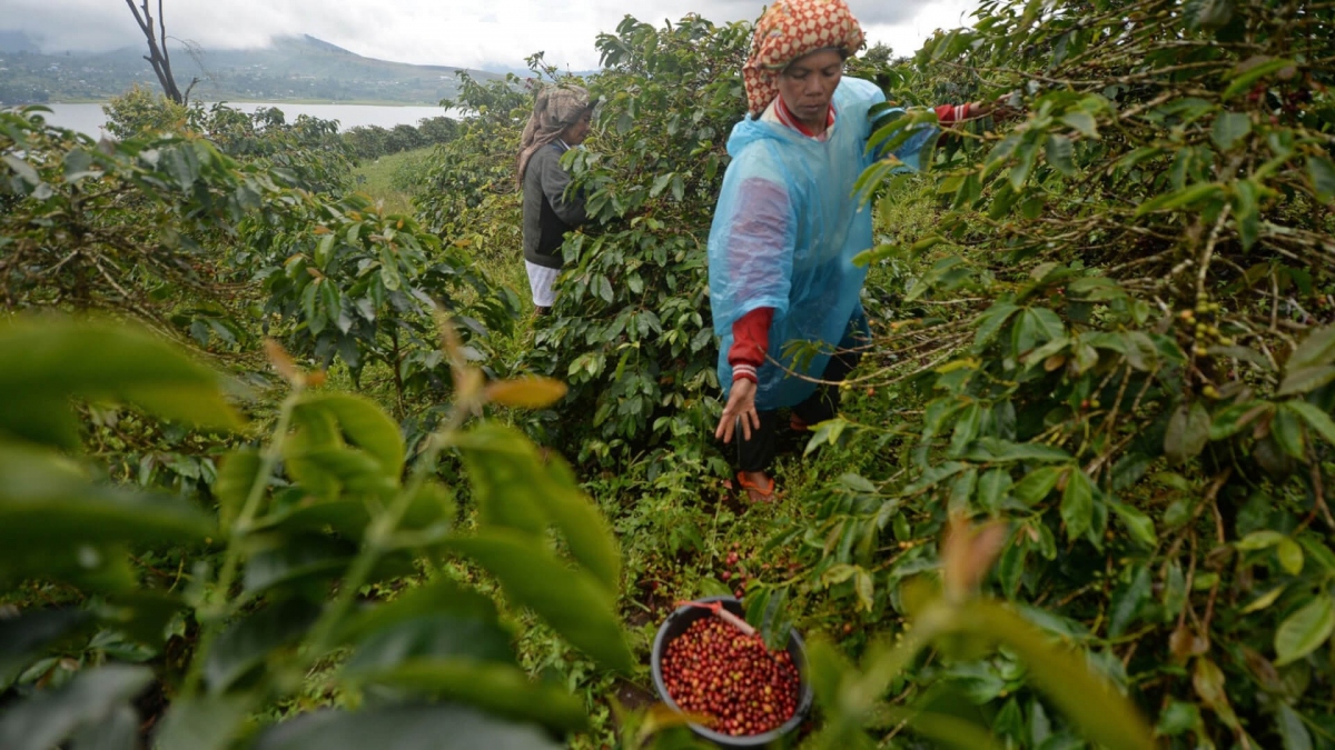 Vụ cà phê Indonesia đối mặt nguy cơ khô hạn do El Nino