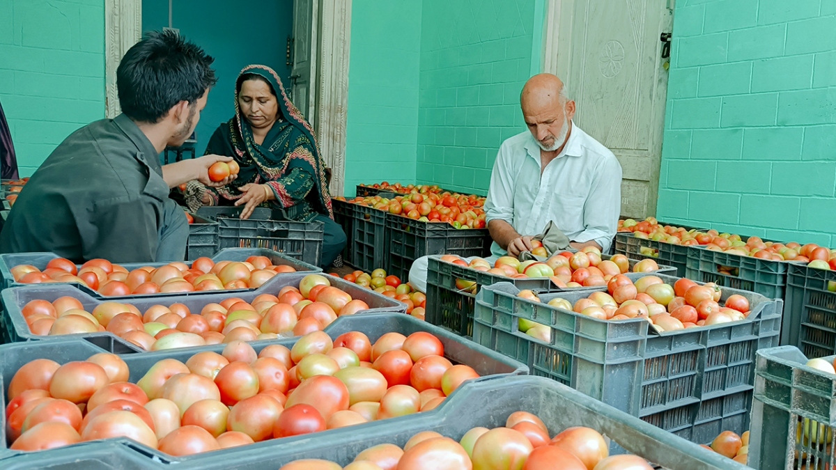 Giá cà chua tại Ấn Độ tăng mạnh do khan hiếm nguồn cung