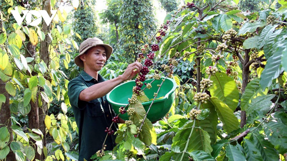 Giá cà phê hôm nay 23/8: Cao nhất trong nước 64.700 đồng/kg