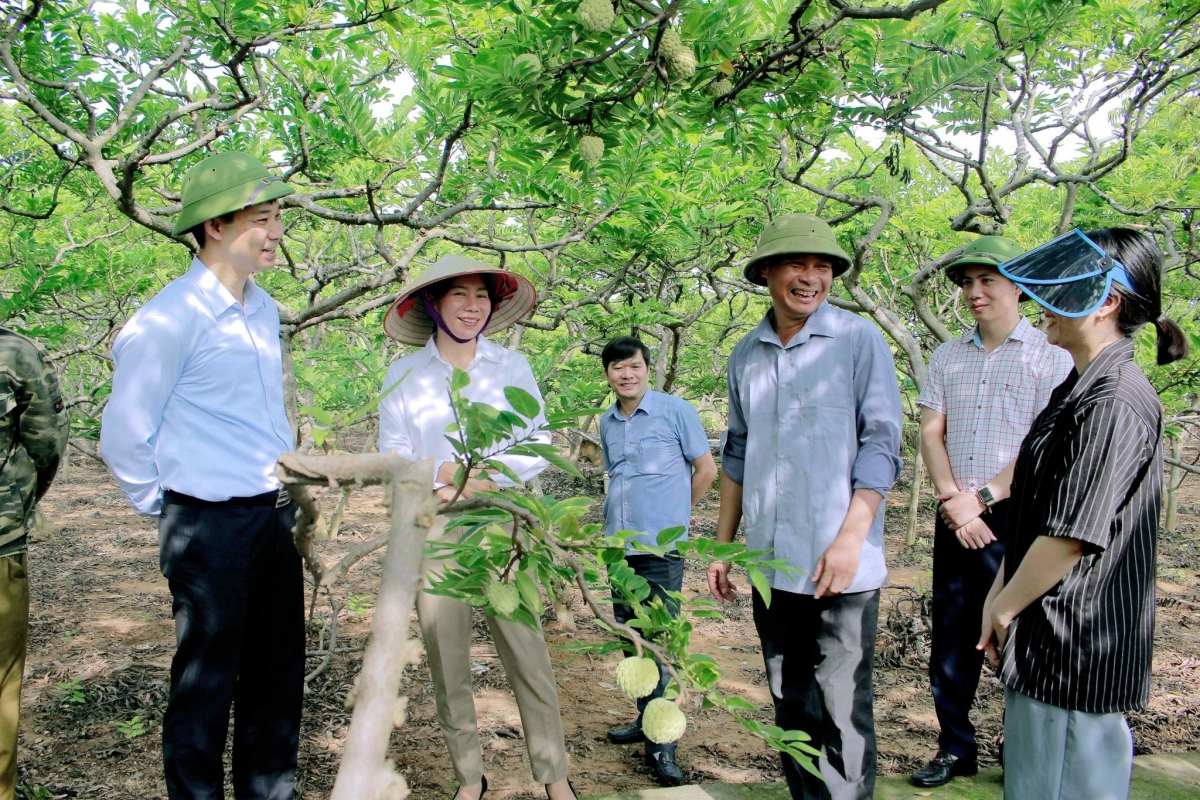 Phương pháp "rải vụ" giúp na Đông Triều hạn chế việc được mùa mất giá