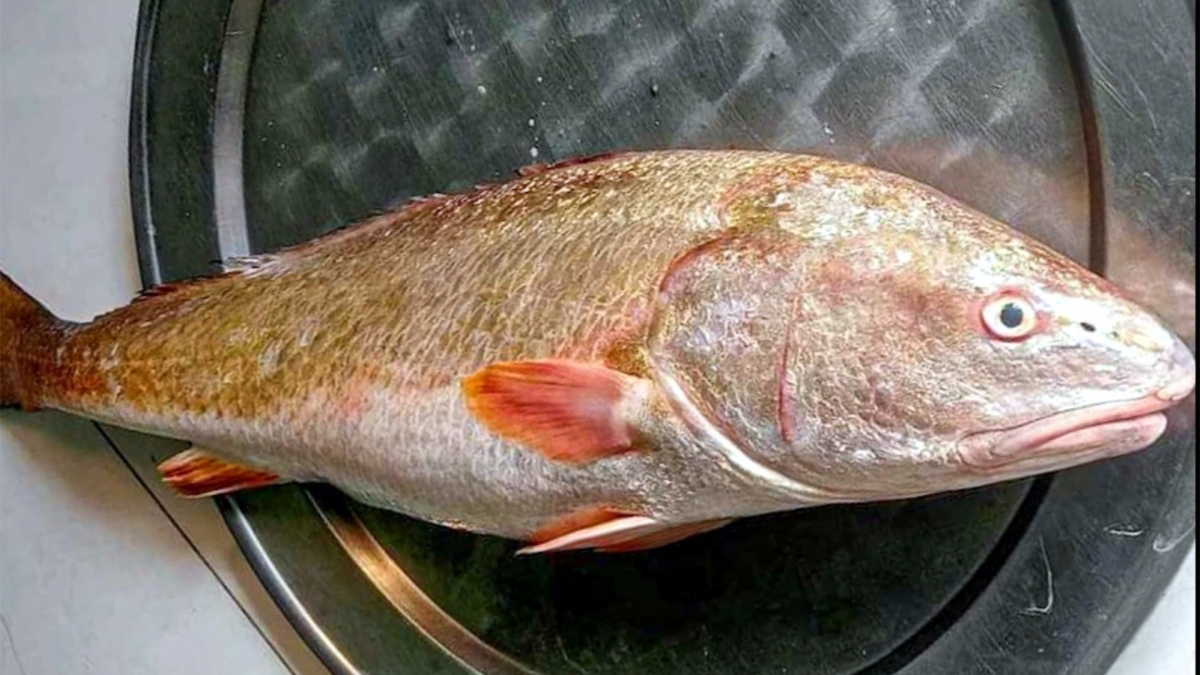Cá sủ vàng - “cục vàng biển” ngang nhiên bị rao bán