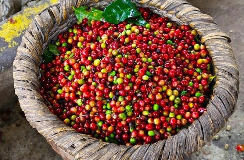 Giá cà phê hôm nay 29/9: Trong nước tăng cao nhất 66.800 đồng/kg