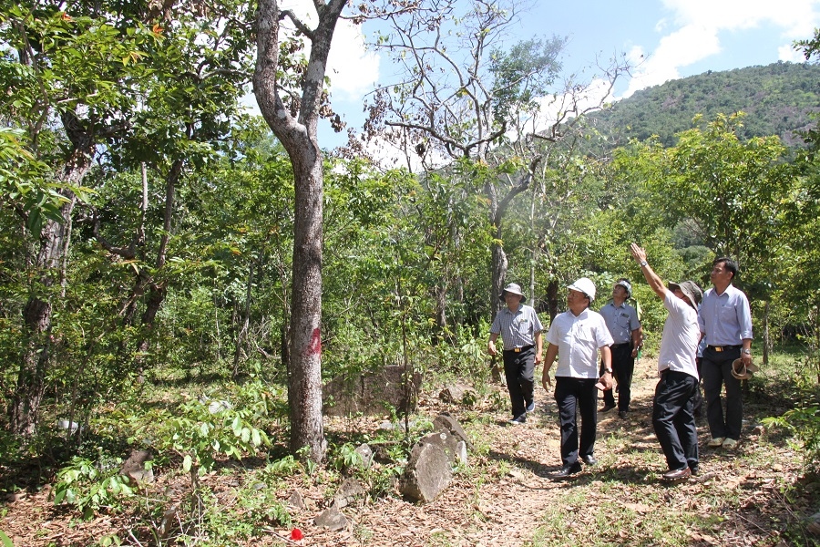 Điều tra vụ việc “đầu độc” cây rừng tự nhiên ở Ninh Thuận