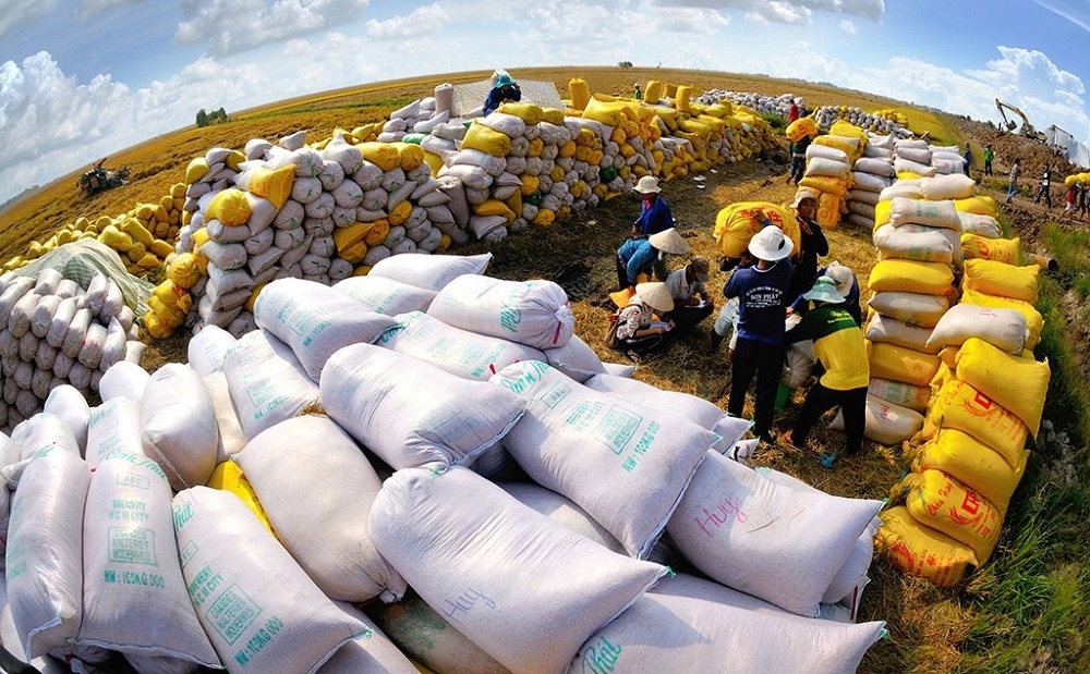 Kim ngạch xuất khẩu gạo tháng 8/2023 tăng hơn 60%