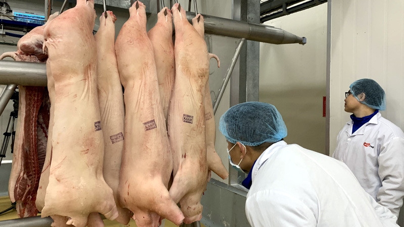 Giá lợn hơi có xu hướng giảm, xuống dưới mốc 60.000 đồng/kg