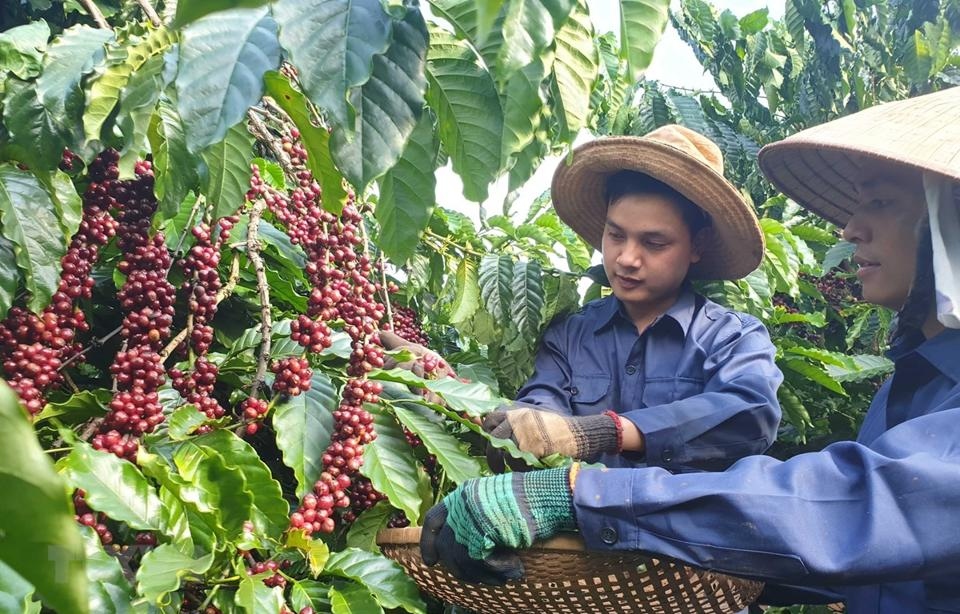 Giá cà phê hôm nay 13/9: Giá cà phê Robusta, Arabica đảo chiều giảm