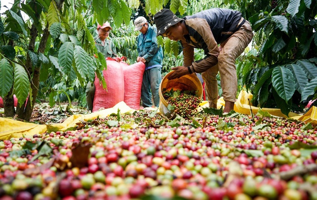 Giá cà phê hôm nay 17/9: Giá cà phê tăng thêm 1.000 đồng/kg